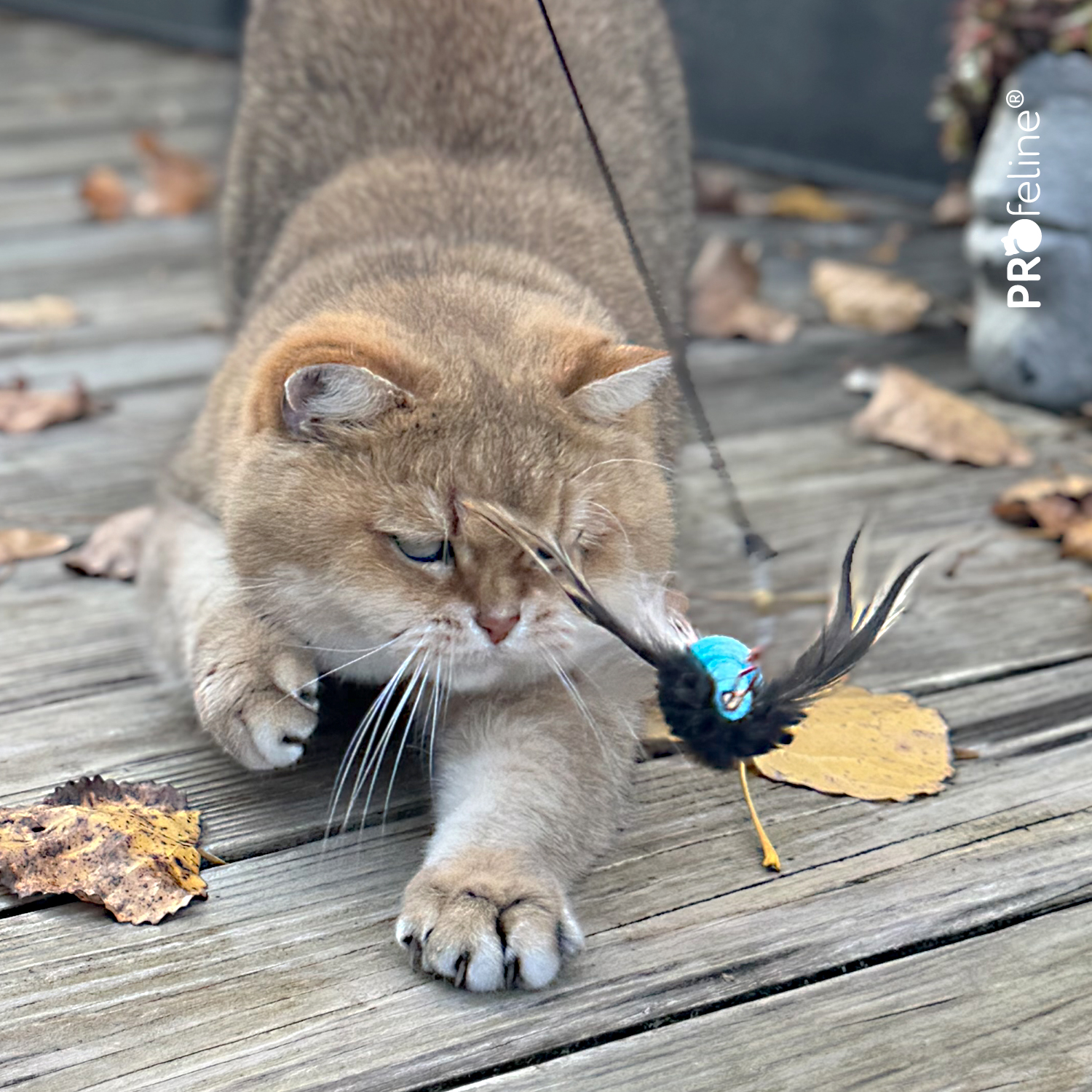 Katzenangel Anhänger Phoenix