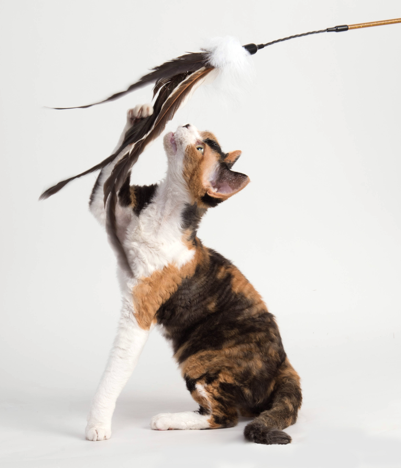 Buy Cat Wand & Teaser Toys Online From Top Pet Brands – Pet Haus