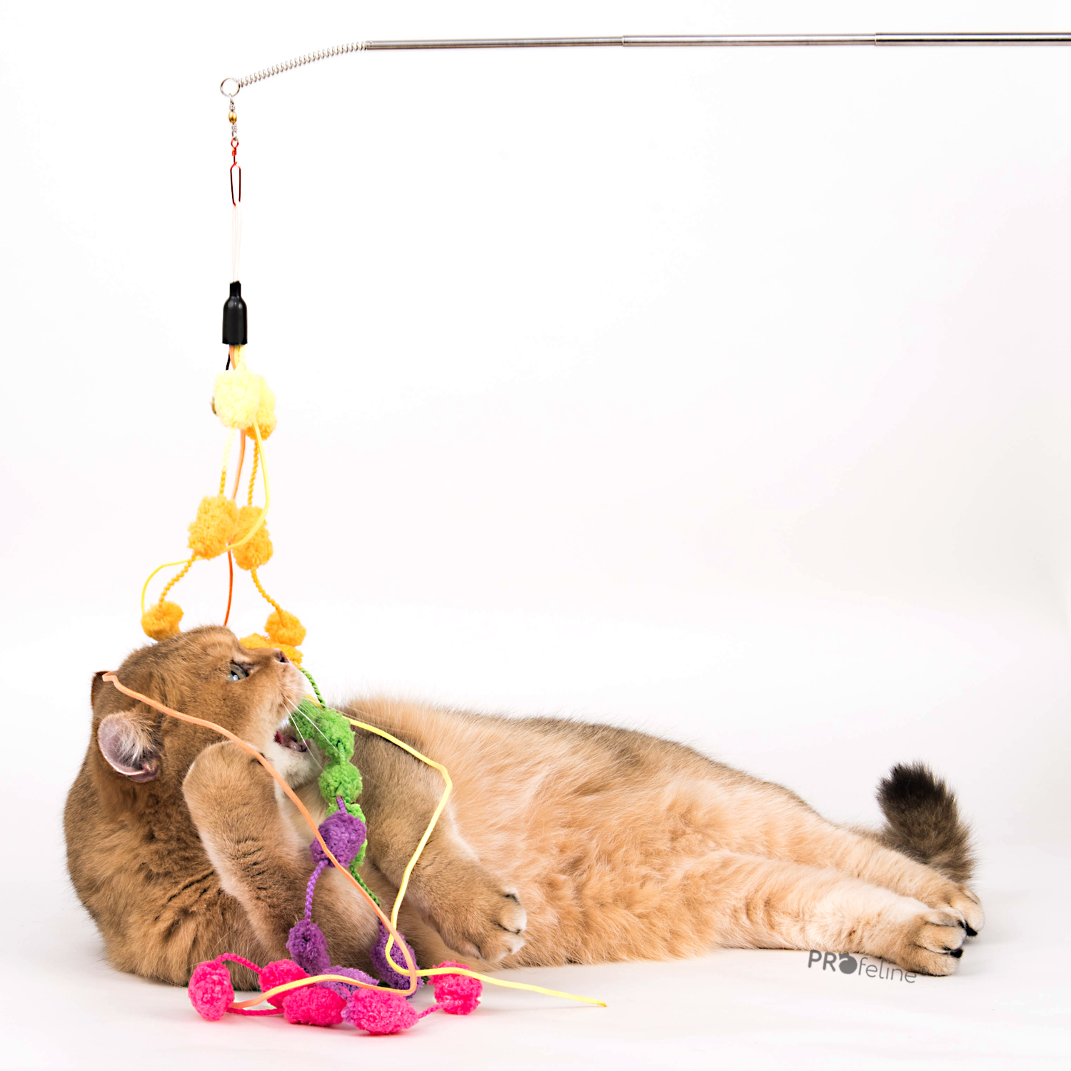  KONG Curlz Teaser Cat Toy : Pet Supplies