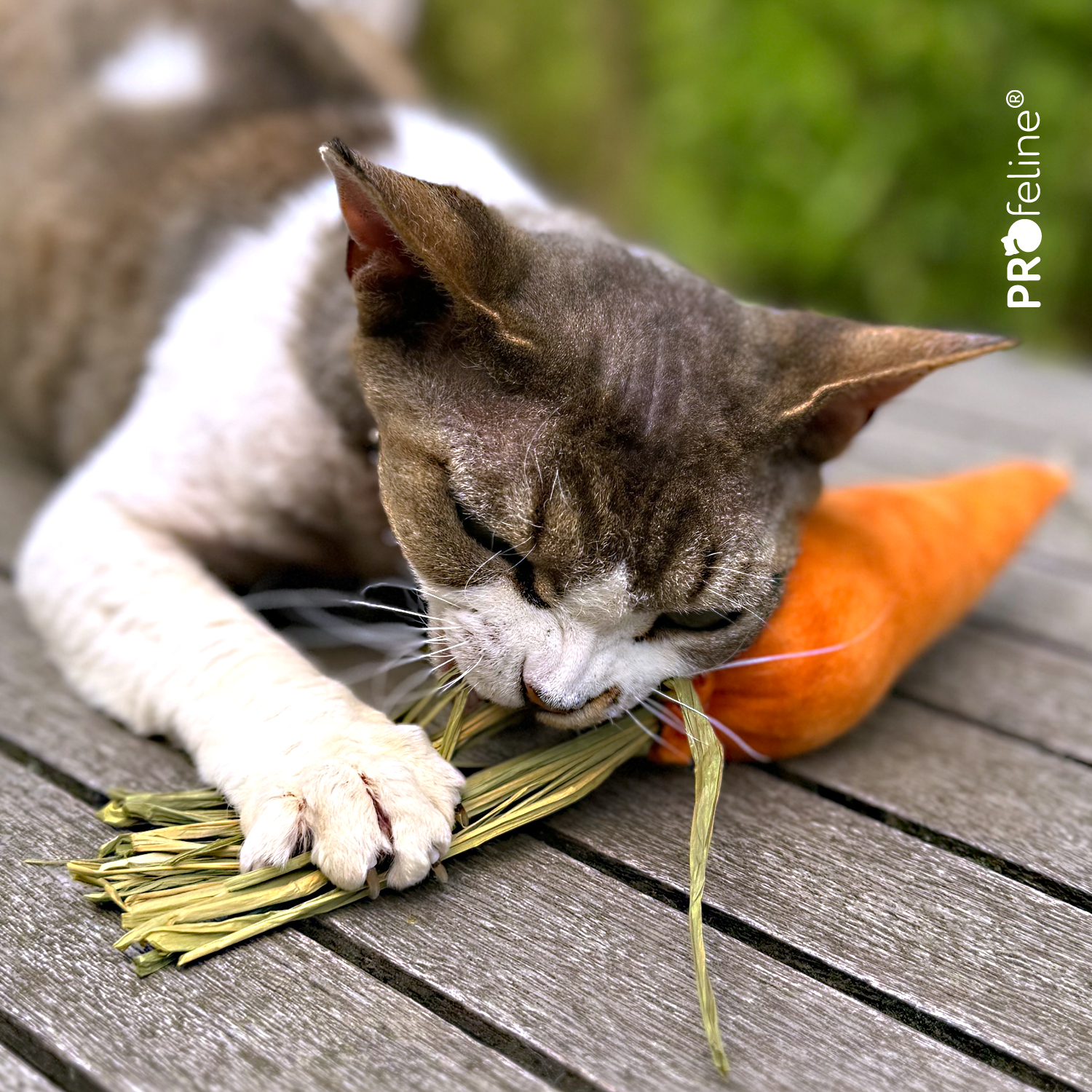 Catnip Katzenspielzeug Karotte