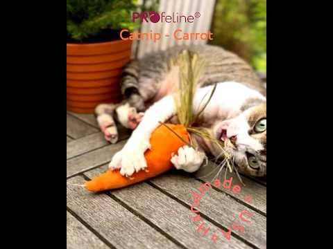 DreamCat - Carotte