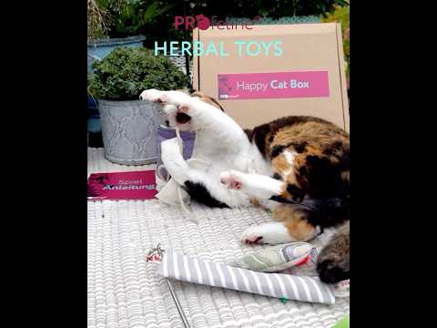 Profeline Happy Cat Box - SpringTime