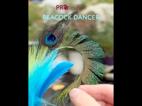 Cat Teaser Peacock Dancer